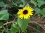 Flower and leaf/ Common Sunflower