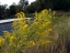 Canada Goldenrod