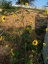 wild sunflower