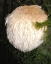 bearded tooth mushroom