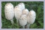 shaggy mane