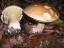 hamburger bun mushroom