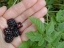 Dewberry (Rubus sect. Eubatus)