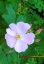 A pale flowered rose