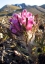 Woolly Lousewort