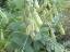 rattlebox pods and foliage