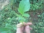 typical leaf of wild rape