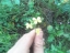 flowers of field mustard