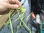 seed pods in loose clusters on stalk