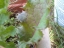 immature rosette leaf close-up