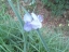 flower shading detail, stem and leaf