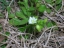 distinct flowers of chickweed