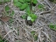 chickweed's distinct flowers