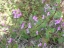 flowers and foliage