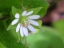 stellaria media flower