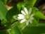 Stellaria media flower