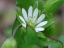 stamens opposite deeply split petals