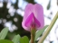 Vicia sativa flower