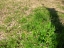 Common vetch foliage