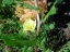 Flower, stem, and leaves