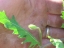 Leaf and unopened flower bud