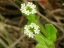 Flower close-up