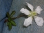 Flower, stem, and leaves