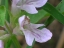 Flower close-up