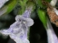 Flower close-up