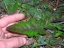 basal leaf