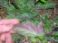 basal leaf underside