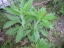 young horseweed rosettes